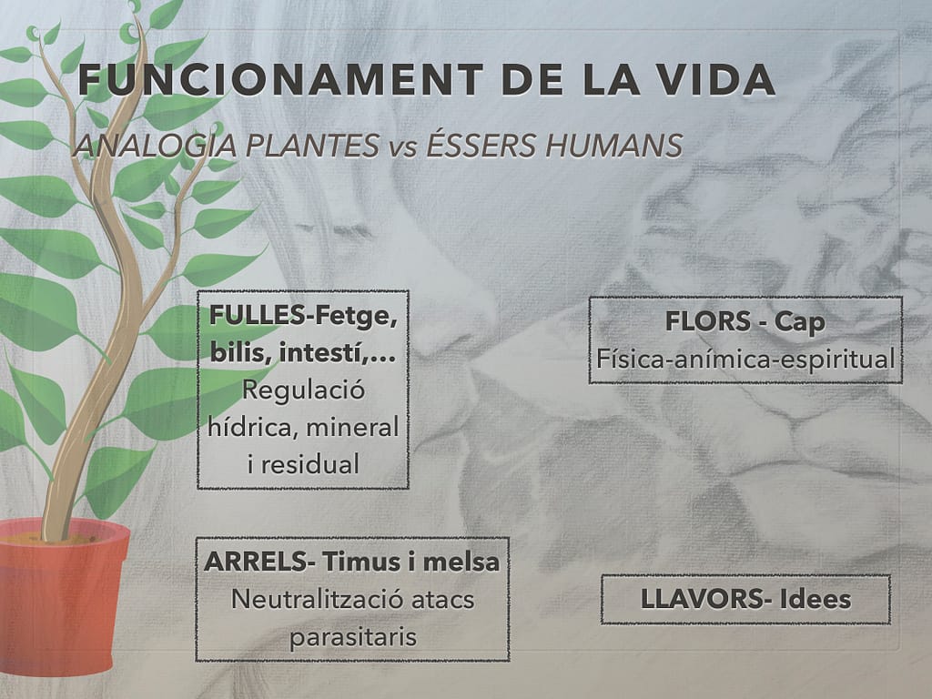 presentacioRESET LaFlordelRemei15