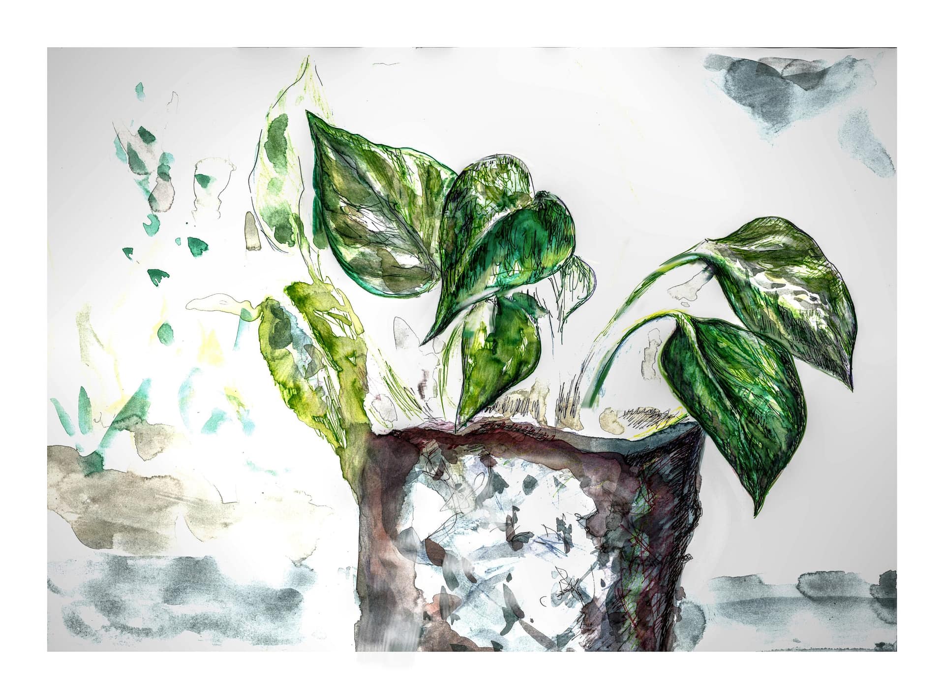 Pothos Pothos